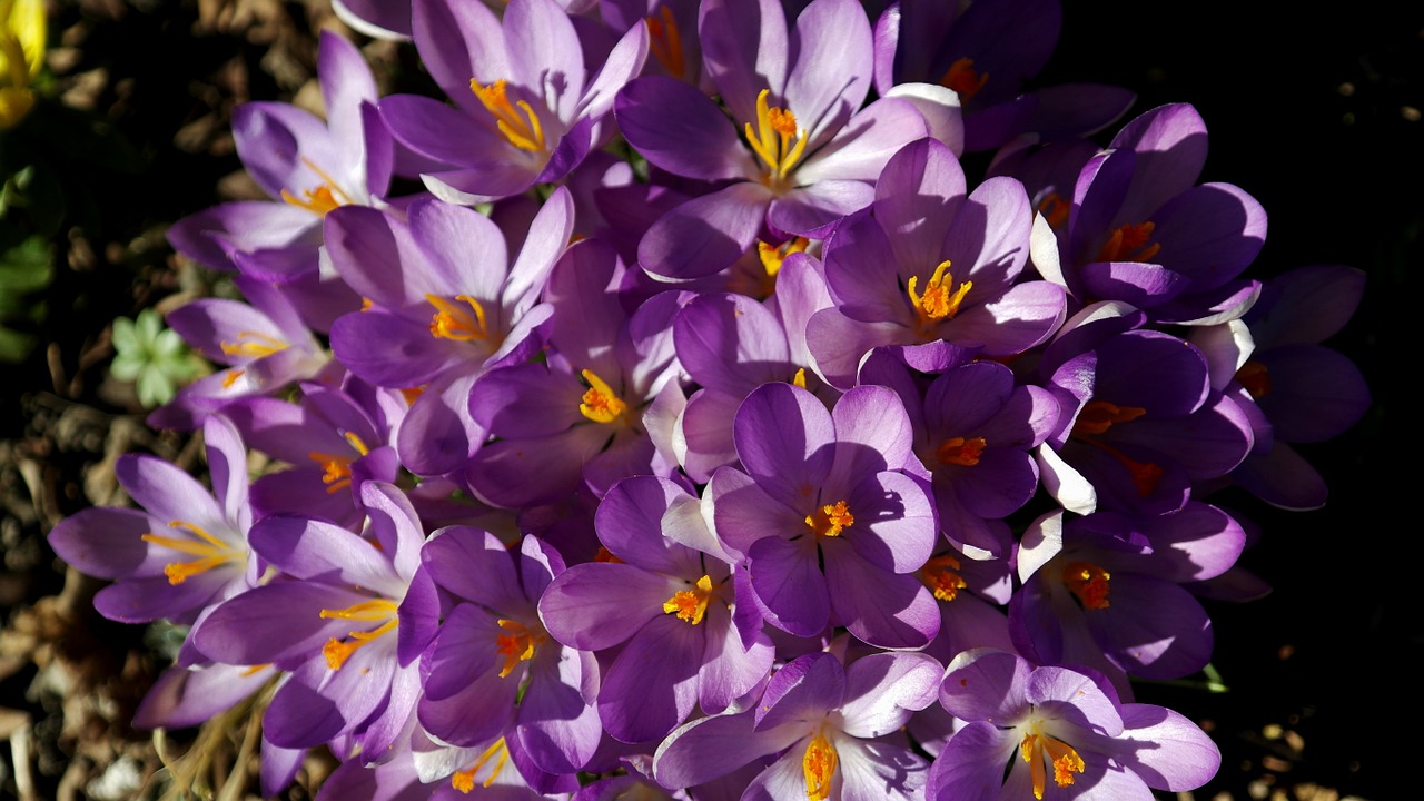 flowers purple yellow spring free photo