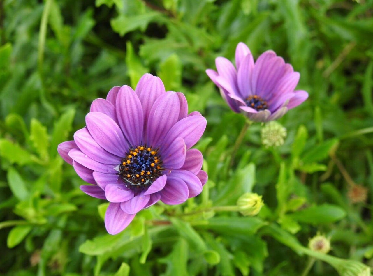 flowers purple blossom free photo