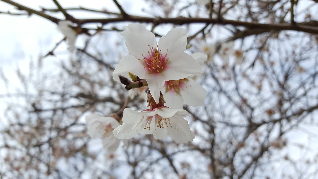 flowers white beauty free photo