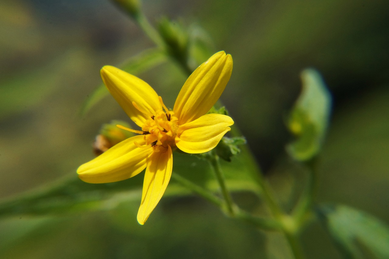 flowers garden macro free photo