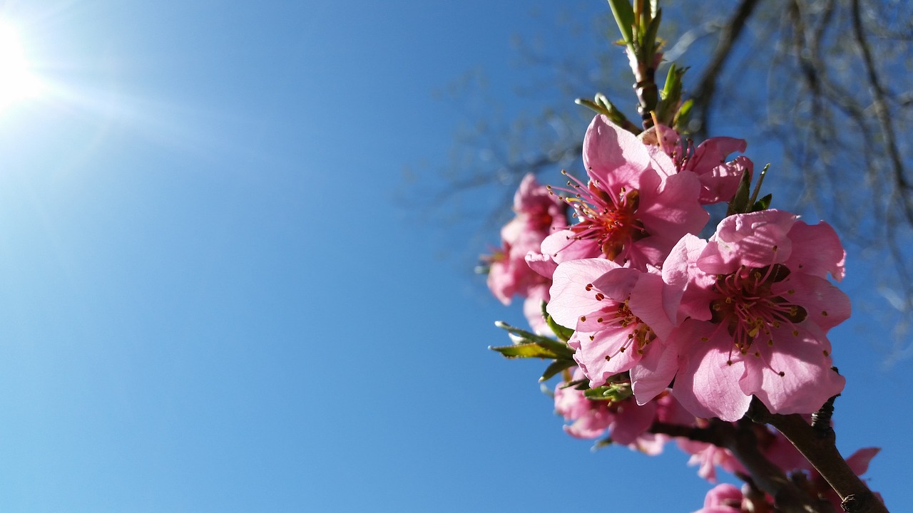 flowers pink pink flowers free photo