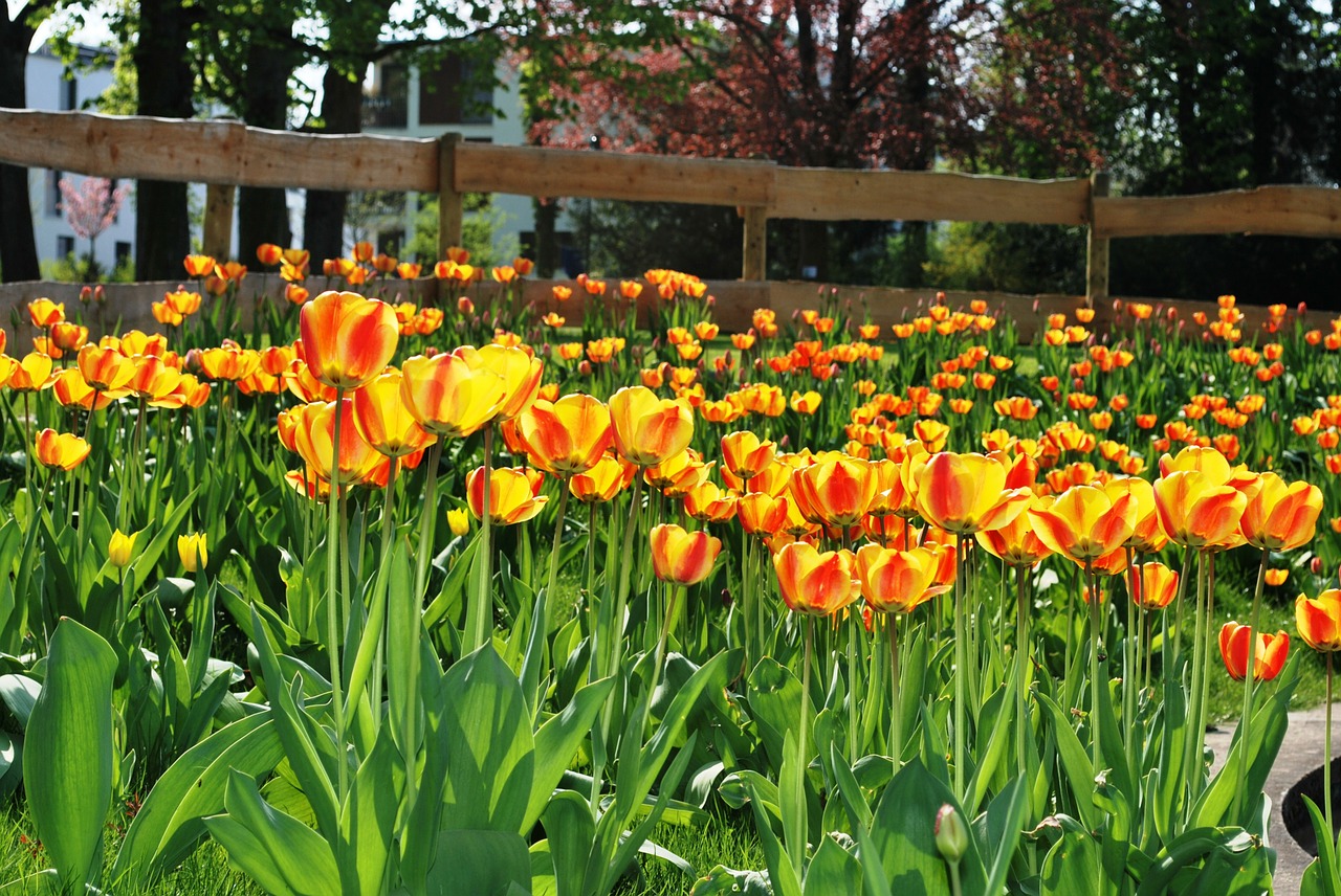 flowers fence yellow flower free photo