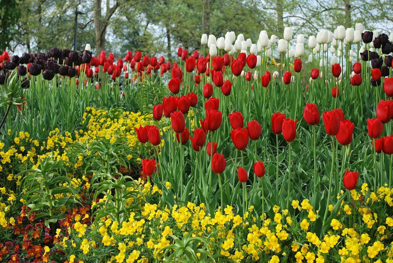 flowers tulips red flowers free photo