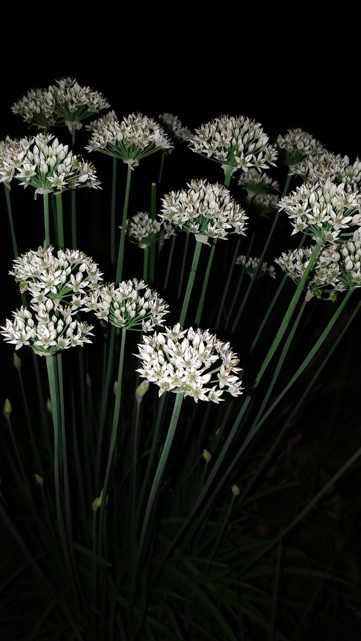 flowers night shot white flowers free photo