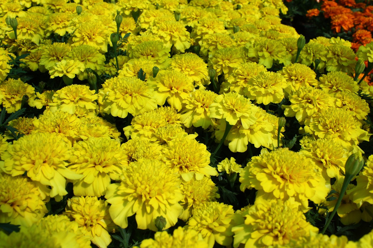 flowers plants yellow free photo