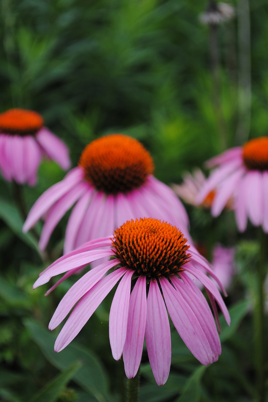 flowers minnesota summer free photo