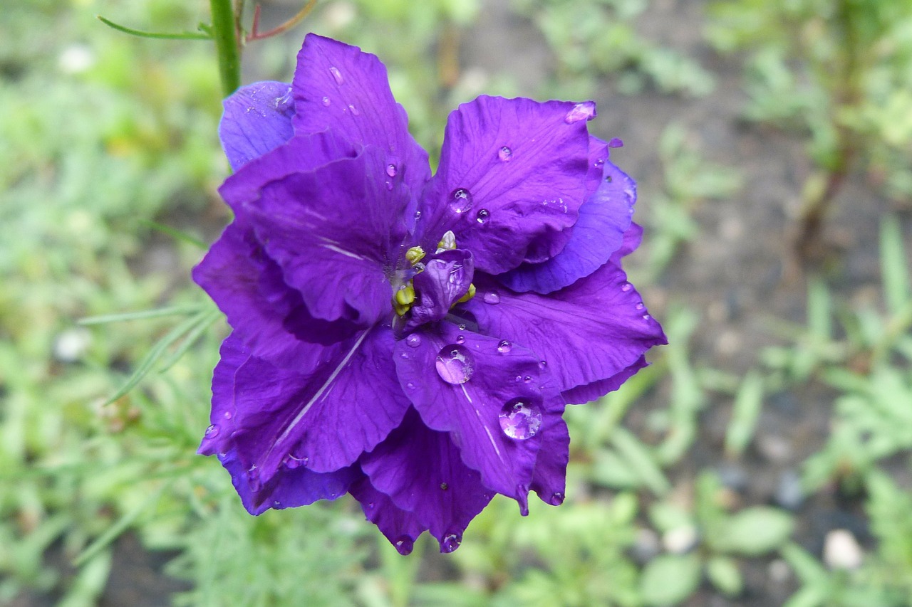 flowers nature dew drop free photo