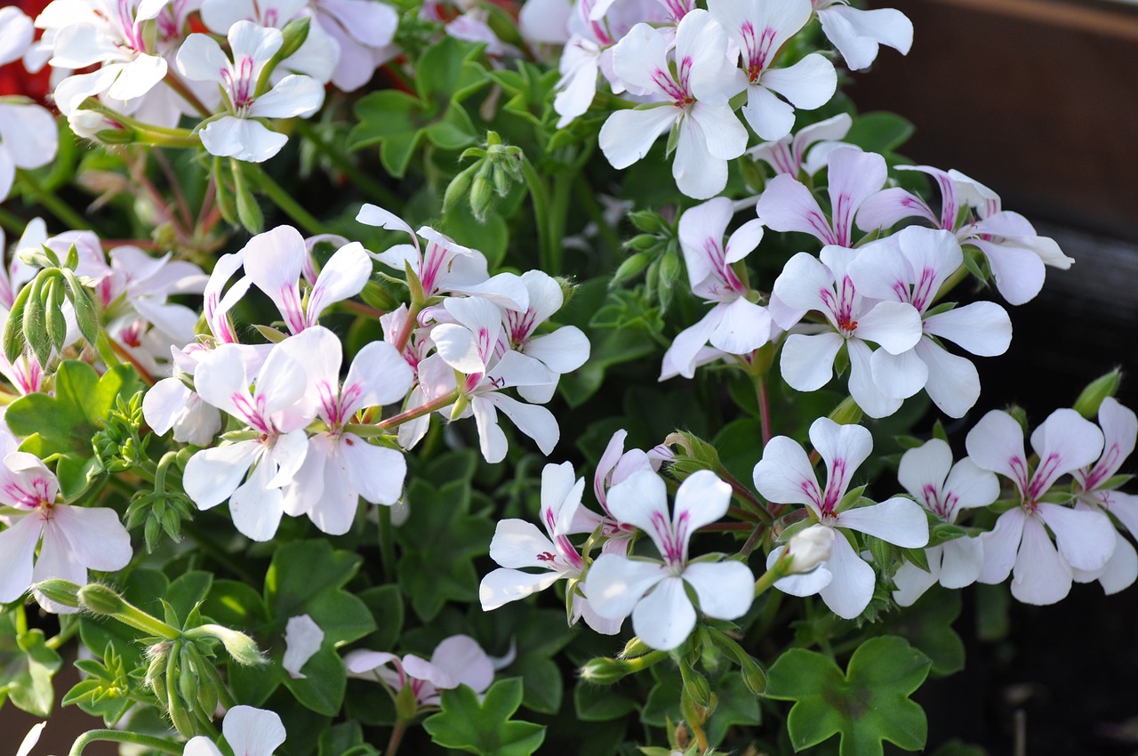 flowers geranium blossom free photo