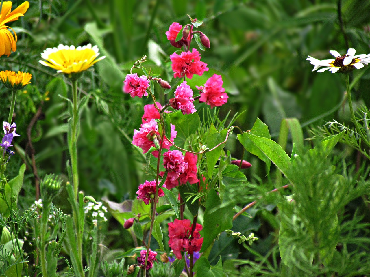 flowers meadow spring free photo