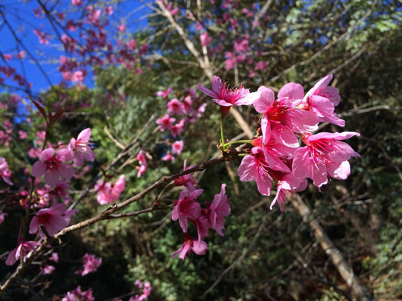 flowers beautiful sakurai free photo