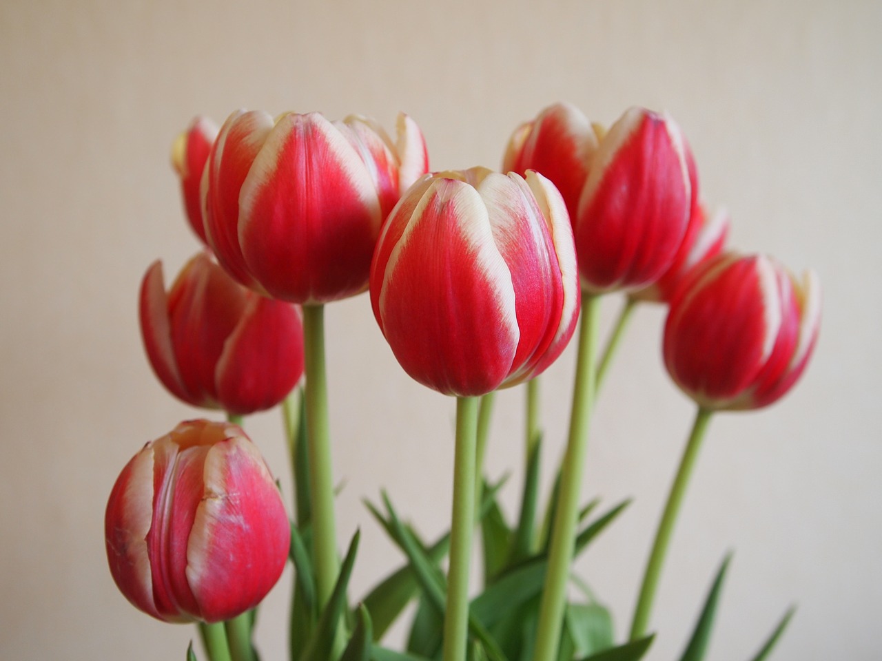 flowers tulips vase free photo