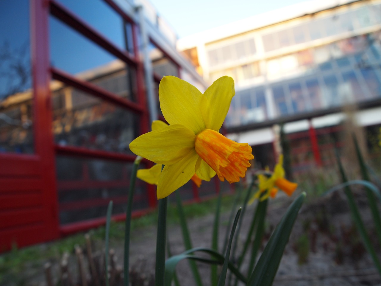 flowers yellow orange free photo