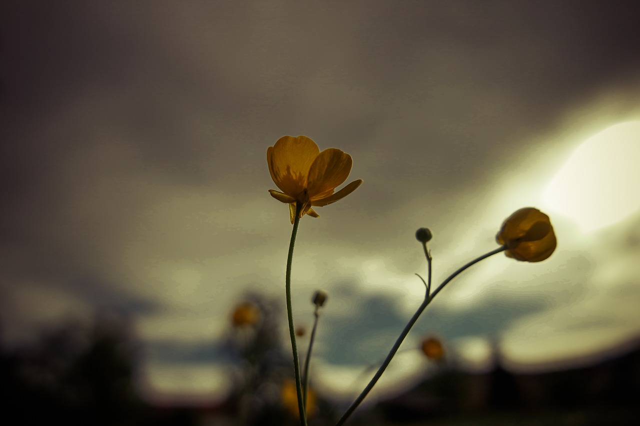 flowers summer back light free photo