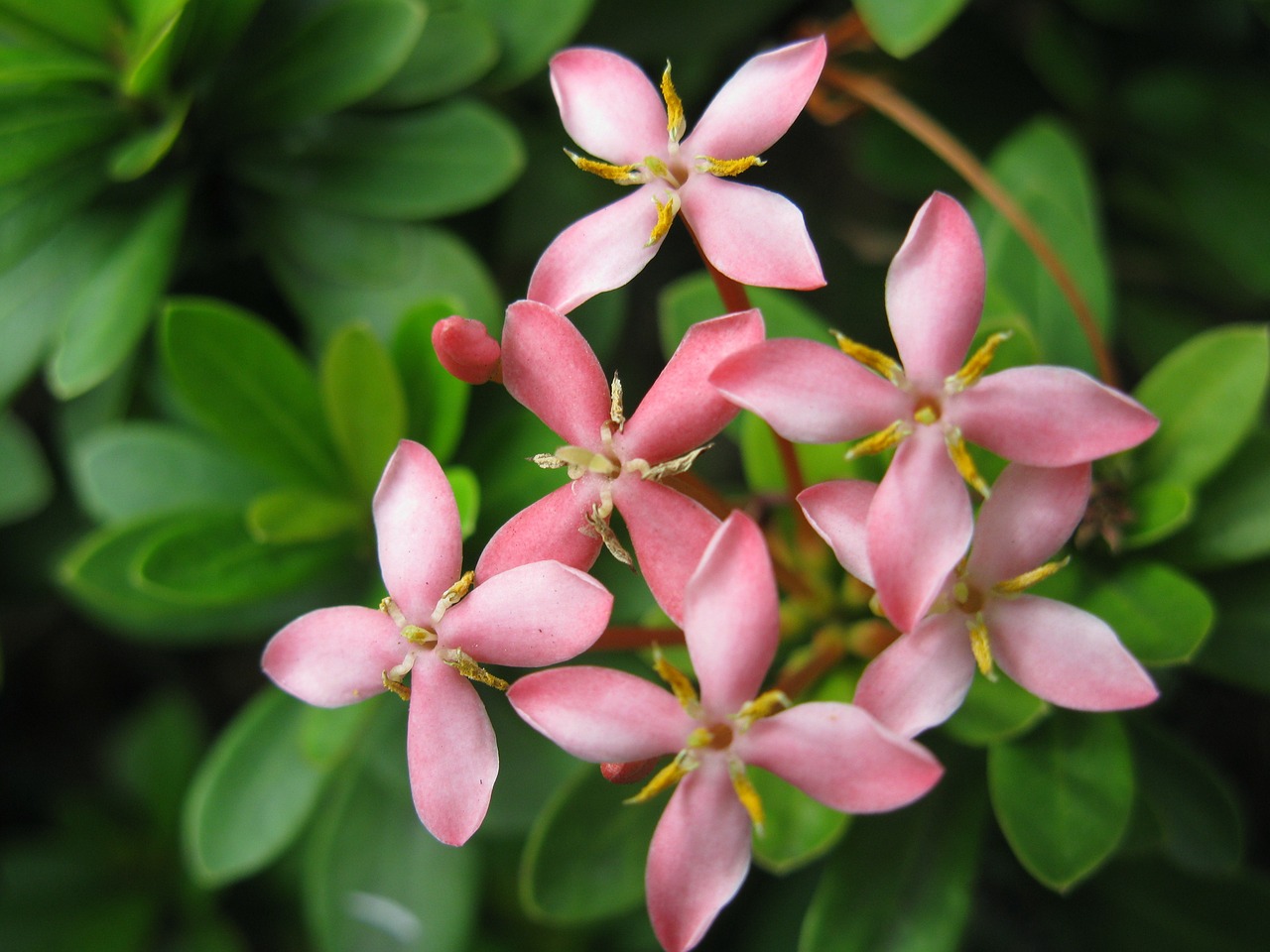 flowers blooming philippines free photo