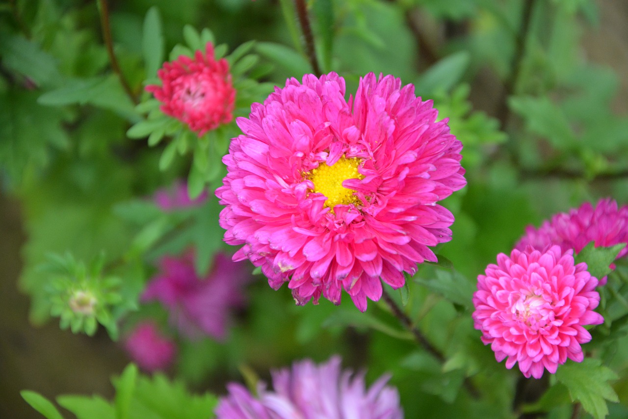 flowers flower color pink free photo