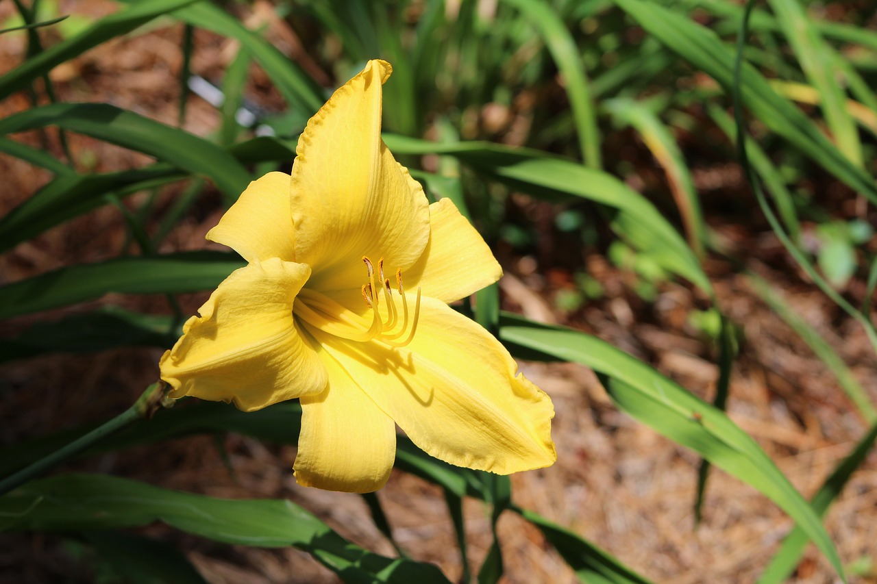 flowers bright yellow free photo