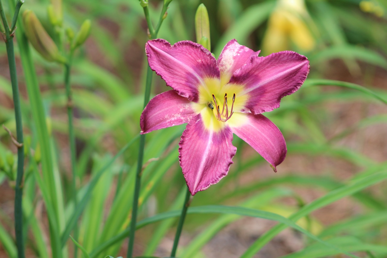 flowers purple bloom free photo