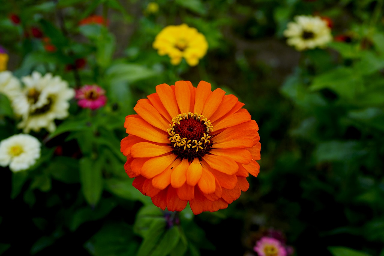 flowers affix orange free photo