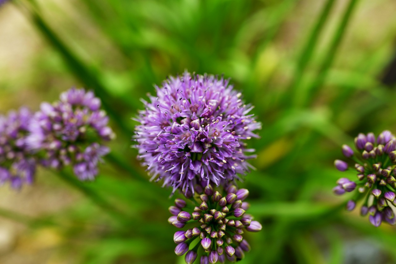 flowers autumn purple free photo