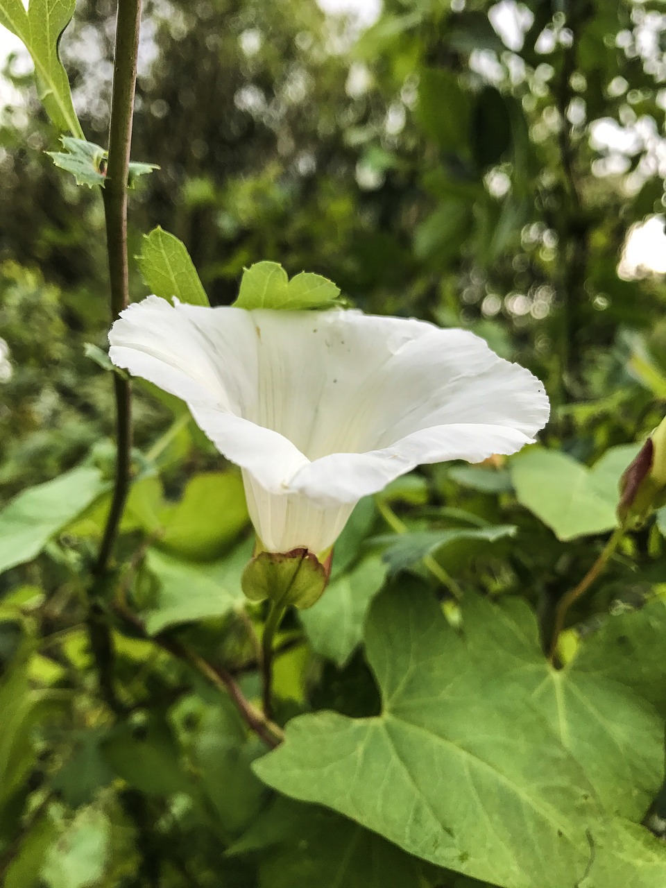 flowers roses plant free photo