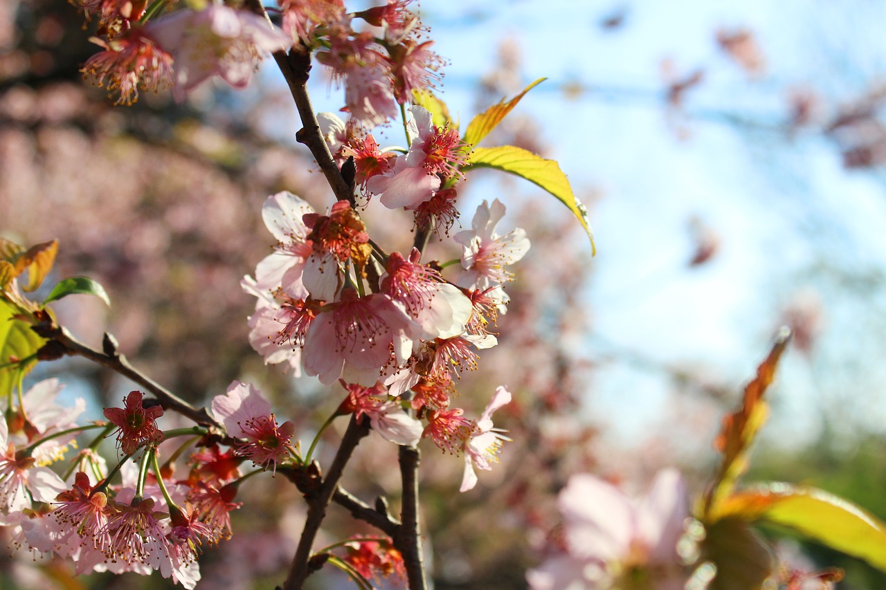 flowers flower cherry free photo