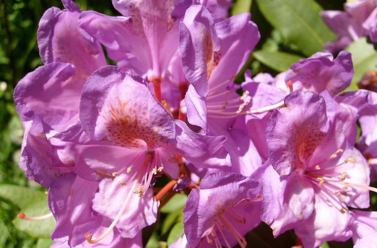 flowers plant the beauty of nature free photo