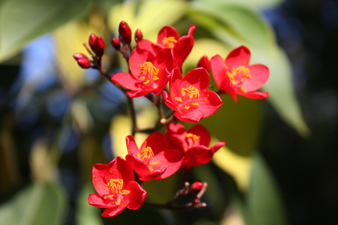 flowers red garden free photo