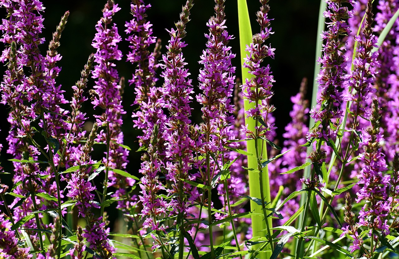 flowers summer plant free photo