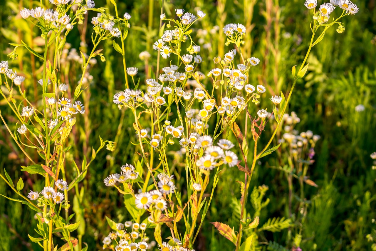 flowers background the substrate free photo