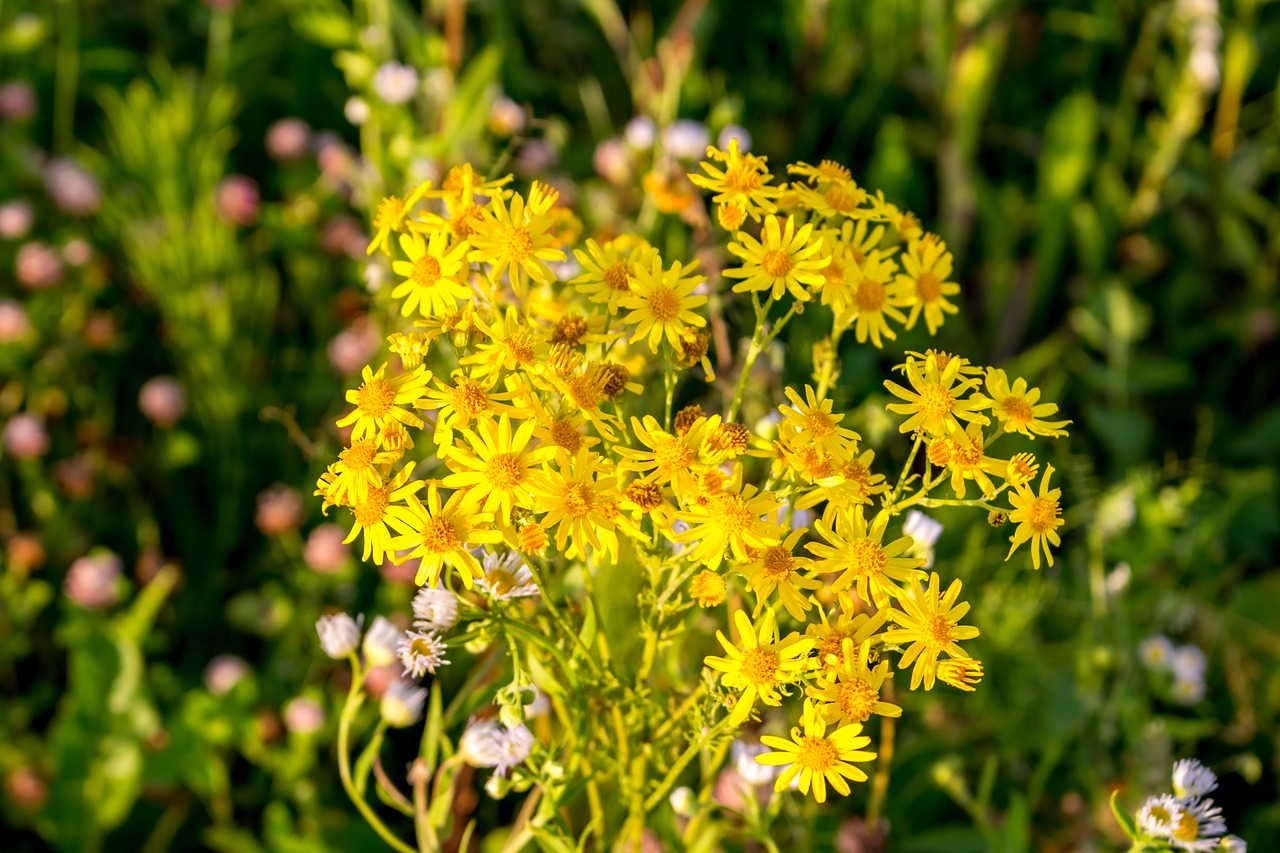 flowers background the substrate free photo