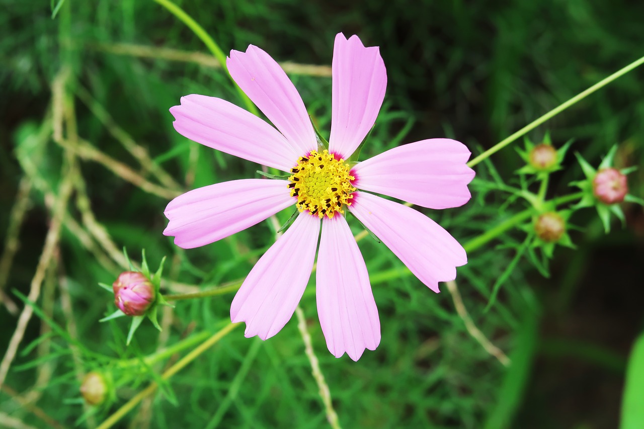 flowers flower garden plants free photo