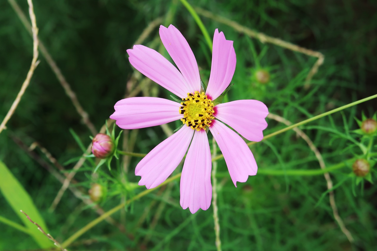 flowers pink plants free photo