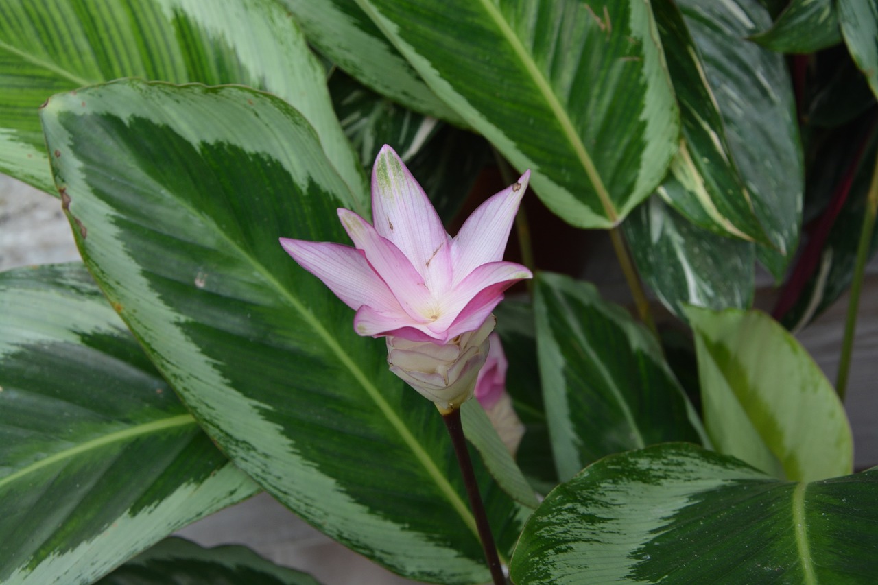 flowers pink flower green leaves free photo