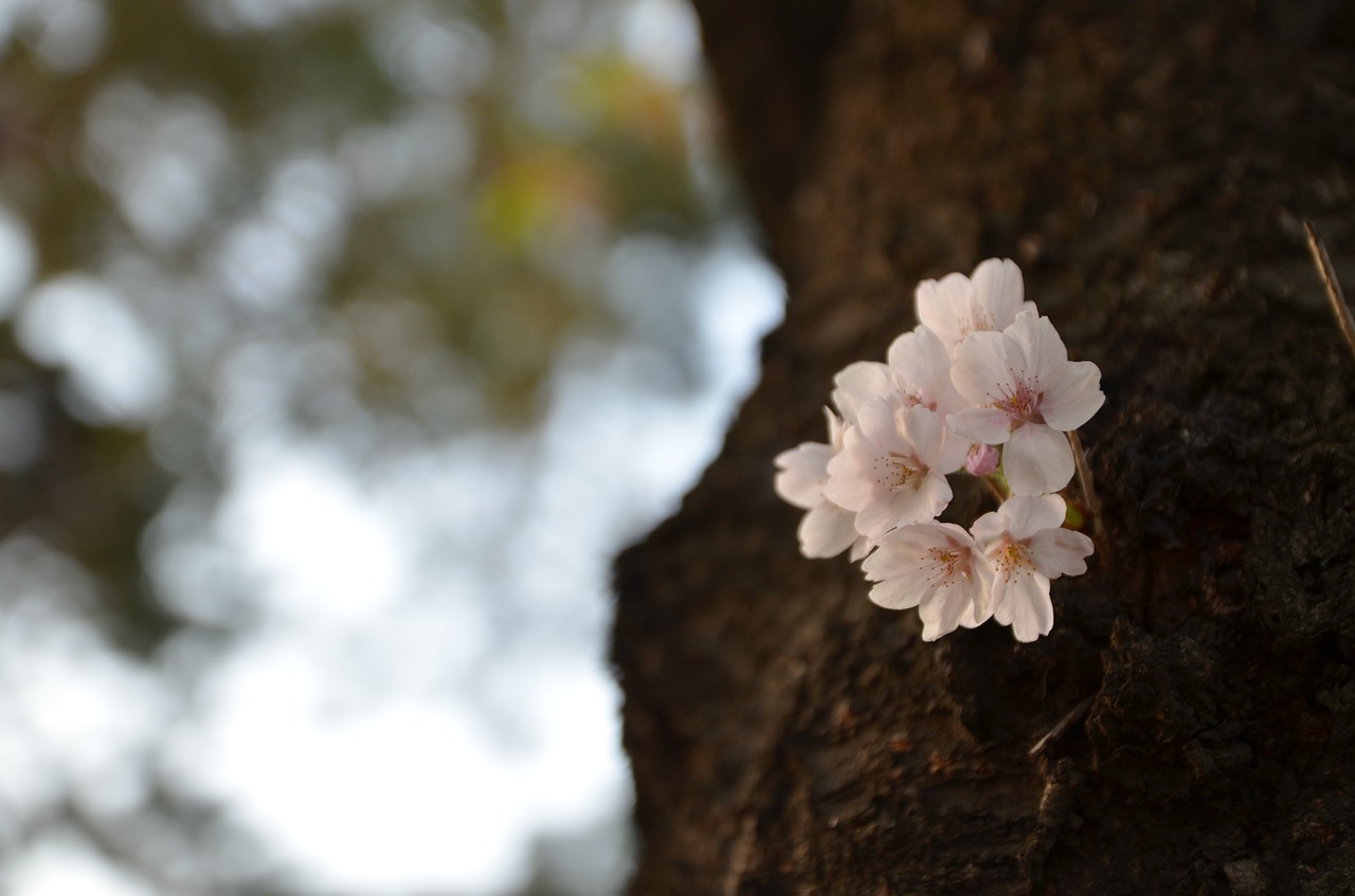 flowers wood nature free photo