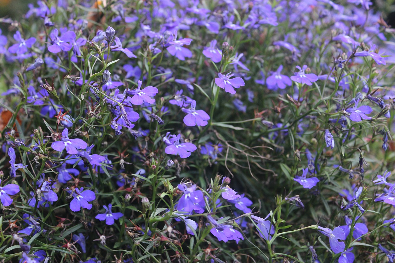 flowers blue nature free photo