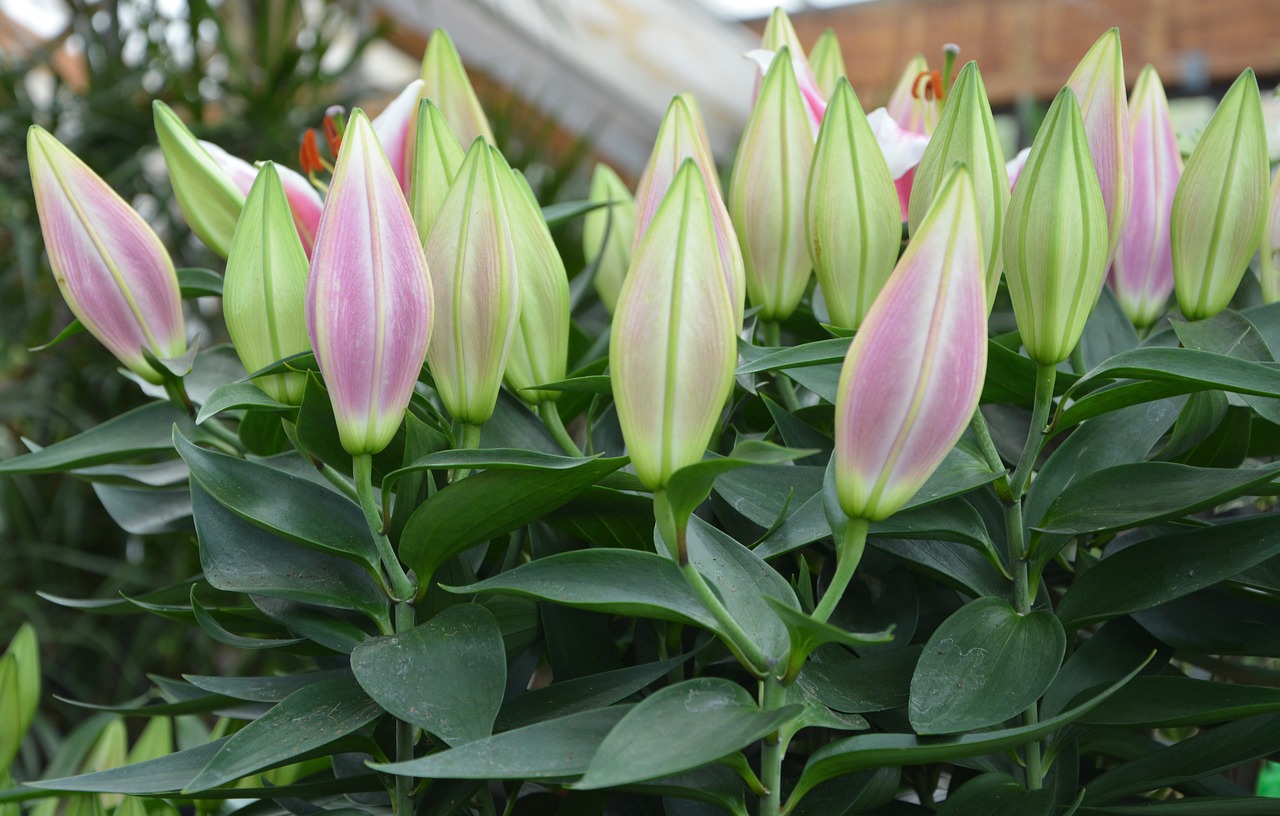 flowers buds calathéa bicajoux free photo