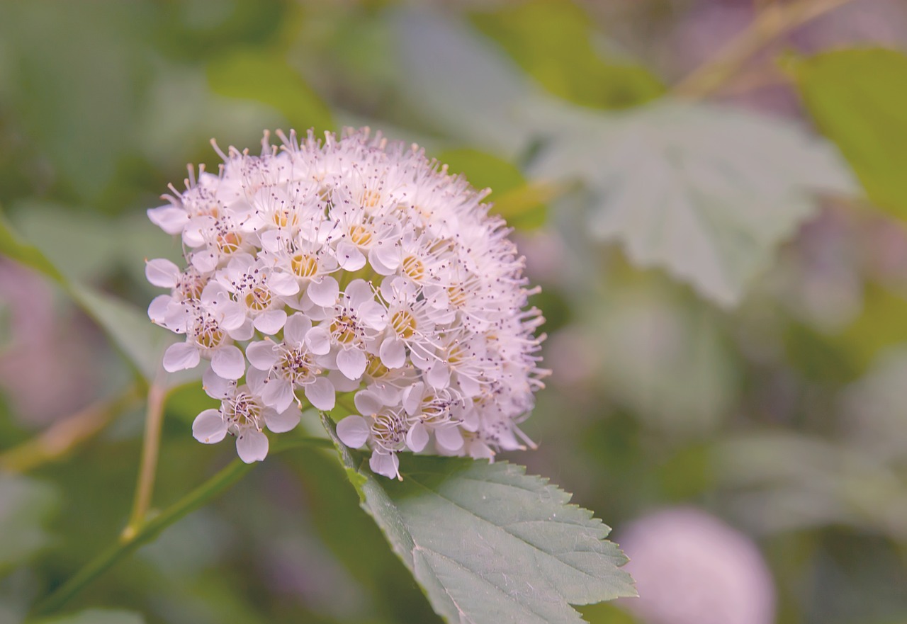 flowers white flowers summer free photo