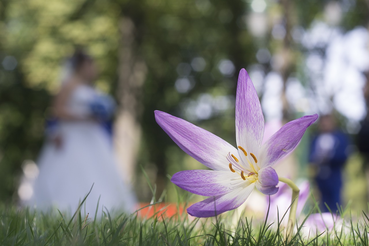 flowers gorky park kharkov free photo