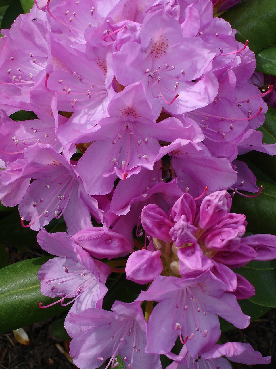 flowers purple summer free photo