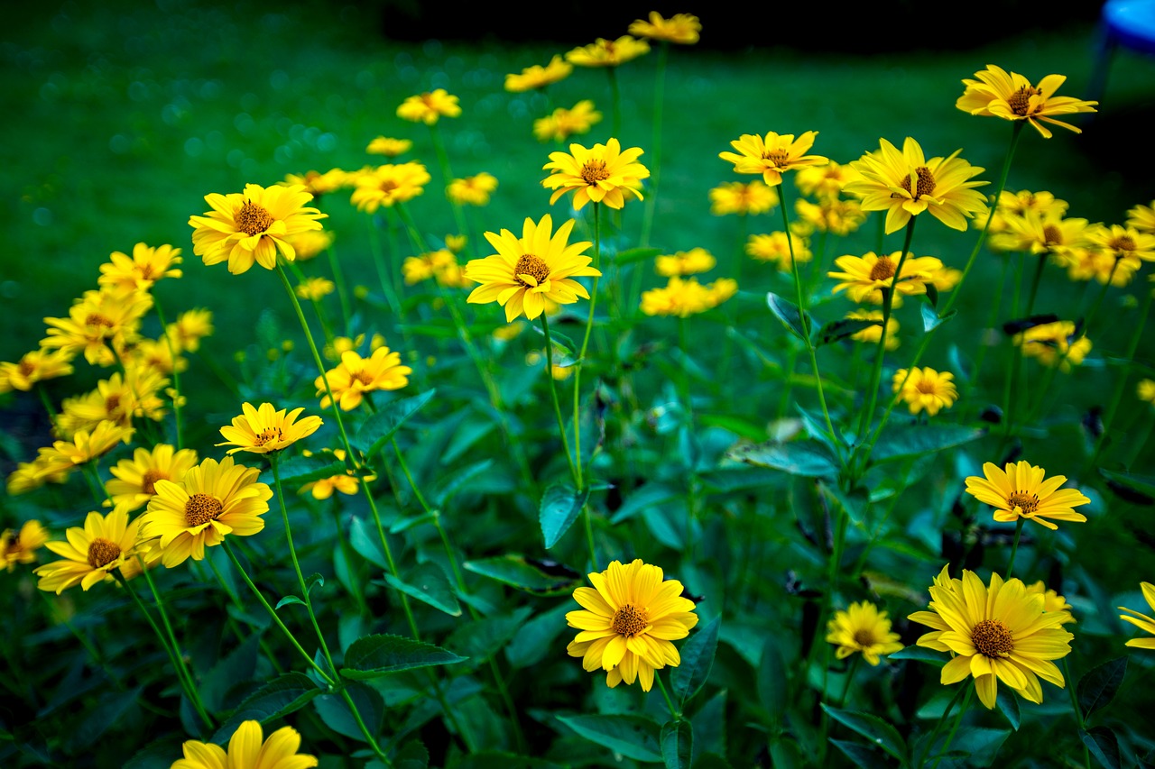 flowers yellow nature free photo