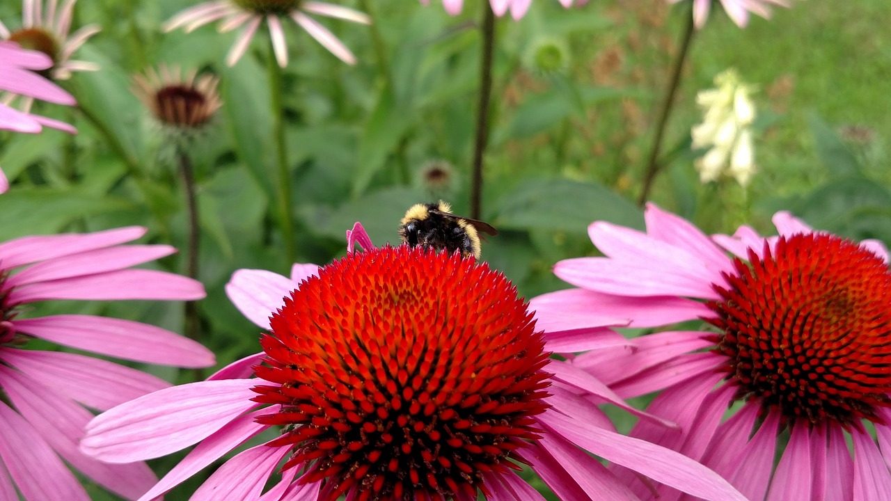 flowers nature bees free photo