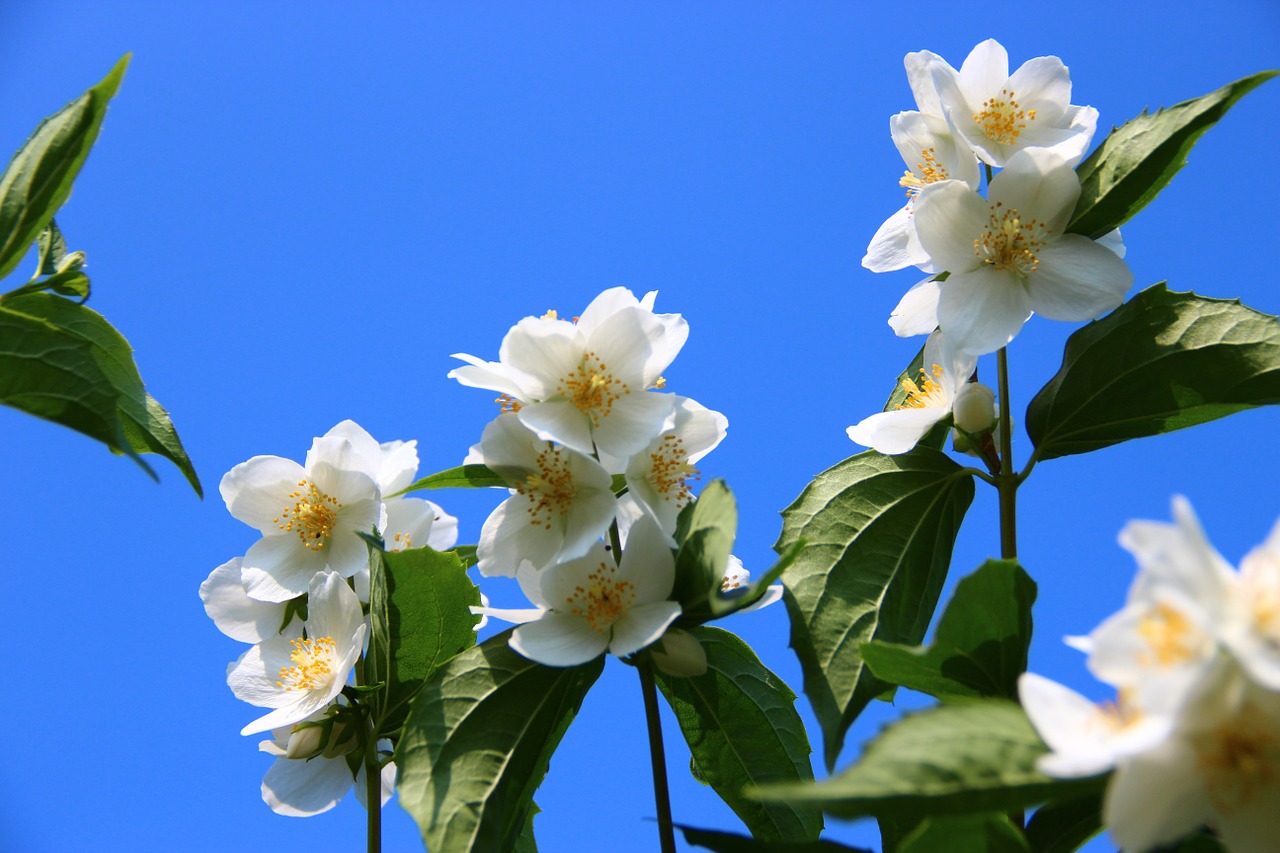 flowers white garden free photo