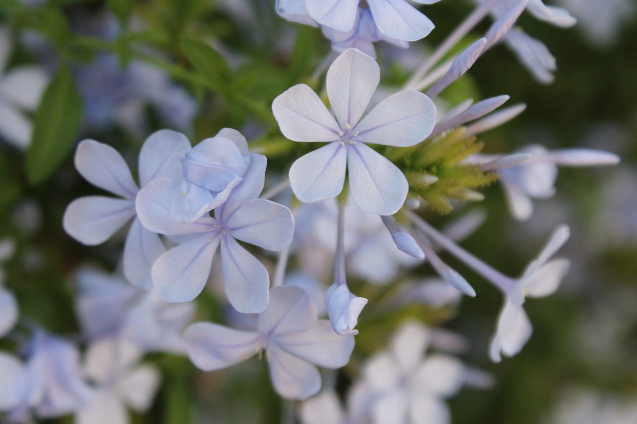 flowers nature small flower free photo