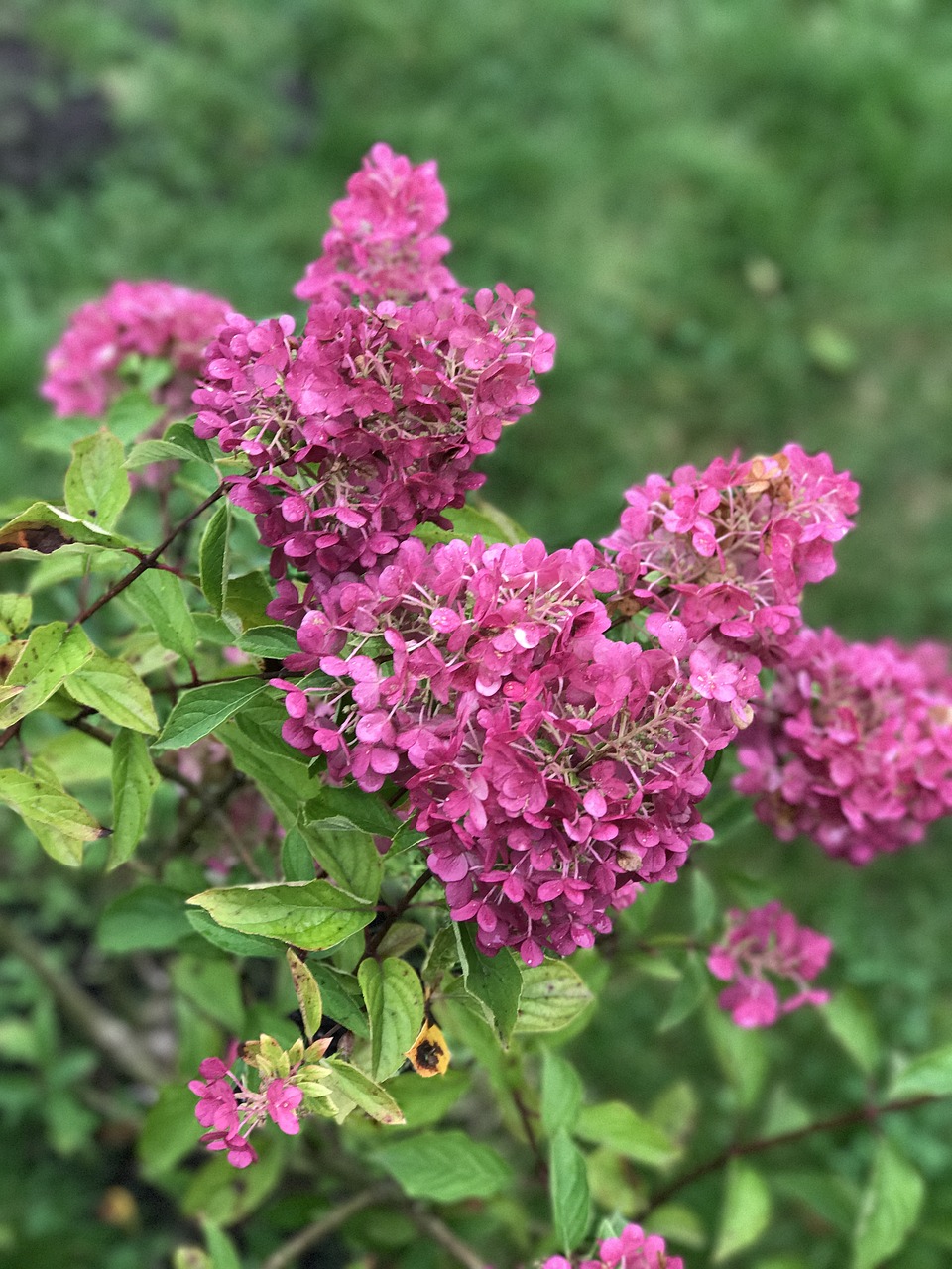 flowers color grass free photo