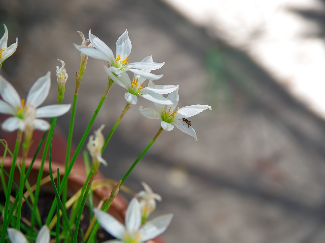 flowers insect flower free photo