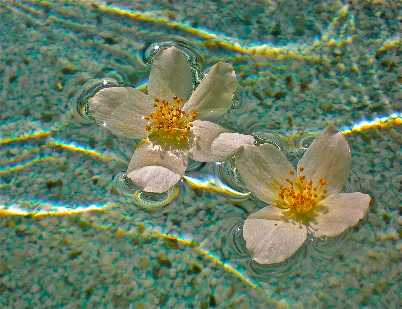 flowers white pool free photo