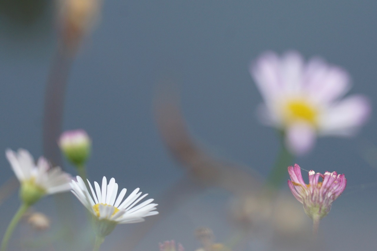 flowers atmosphere bokeh free photo