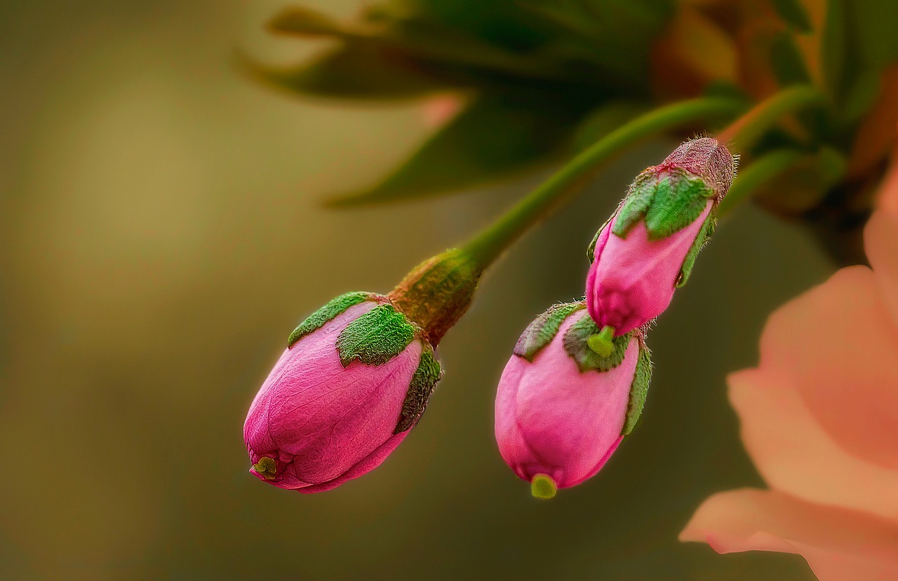 flowers macro nature free photo