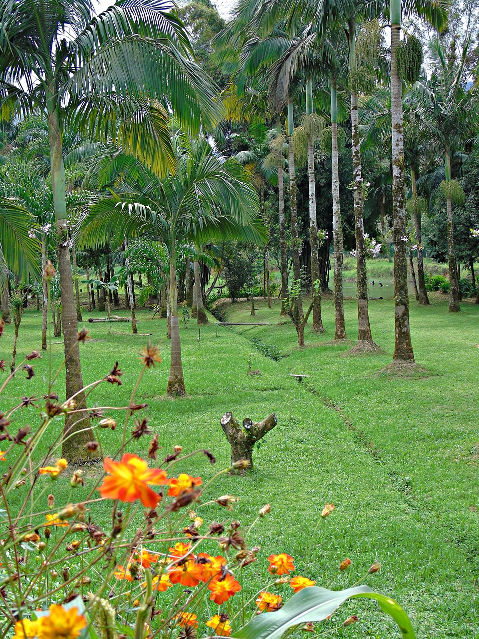 flowers garden nature free photo