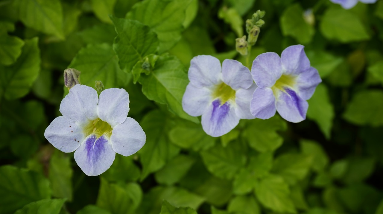 flowers beauty nature free photo